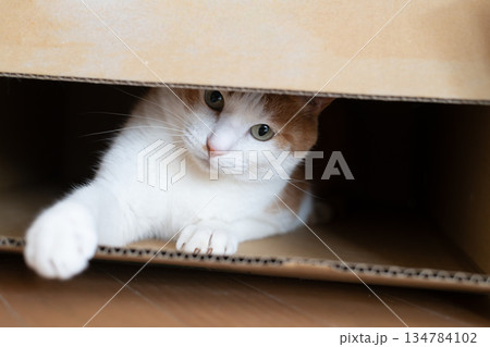 ダンボール箱に入った猫 茶トラ白 ダンボール箱に入った猫 茶トラ白 134784102