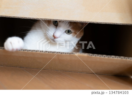 ダンボール箱に入った猫 茶トラ白 ダンボール箱に入った猫 茶トラ白 134784103