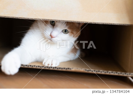 ダンボール箱に入った猫 茶トラ白 ダンボール箱に入った猫 茶トラ白 134784104