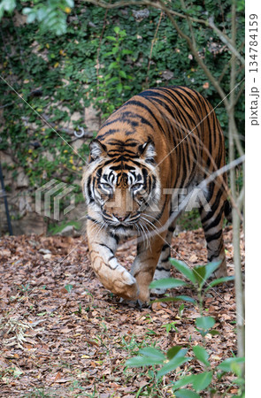 歩くトラ　スマトラトラ 134784159