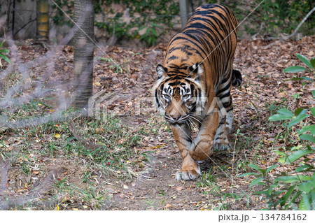 歩くトラ　スマトラトラ 134784162