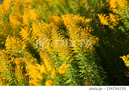 セイタカアワダチソウ (Golden rod) 土地・不動産素材にも セイタカアワダチソウ (Golden rod) 土地・不動産素材にも 134784250