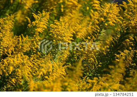 セイタカアワダチソウ (Golden rod) 土地・不動産素材にも セイタカアワダチソウ (Golden rod) 土地・不動産素材にも 134784251