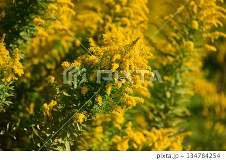 セイタカアワダチソウ (Golden rod) 土地・不動産素材にも セイタカアワダチソウ (Golden rod) 土地・不動産素材にも 134784254