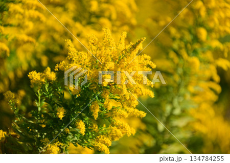 セイタカアワダチソウ (Golden rod) 土地・不動産素材にも セイタカアワダチソウ (Golden rod) 土地・不動産素材にも 134784255