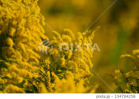 セイタカアワダチソウ (Golden rod) 土地・不動産素材にも セイタカアワダチソウ (Golden rod) 土地・不動産素材にも 134784256