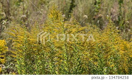 セイタカアワダチソウ (Golden rod)　土地・不動産素材にも 134784258