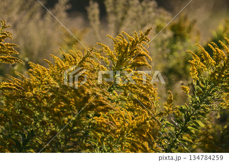 セイタカアワダチソウ (Golden rod) 土地・不動産素材にも セイタカアワダチソウ (Golden rod) 土地・不動産素材にも 134784259