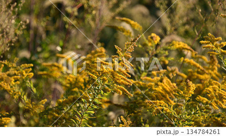 セイタカアワダチソウ (Golden rod)　土地・不動産素材にも 134784261