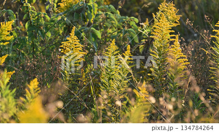 セイタカアワダチソウ (Golden rod)　土地・不動産素材にも 134784264