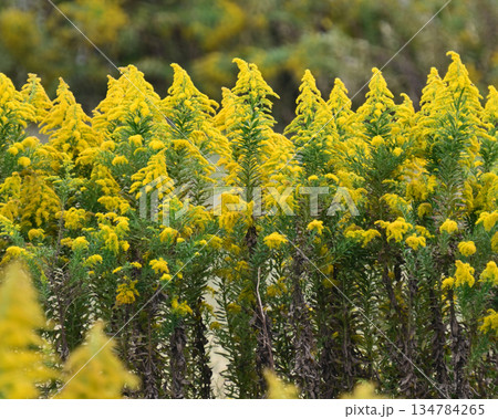 セイタカアワダチソウ (Golden rod)　土地・不動産素材にも 134784265