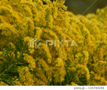 セイタカアワダチソウ (Golden rod) 土地・不動産素材にも セイタカアワダチソウ (Golden rod) 土地・不動産素材にも 134784266