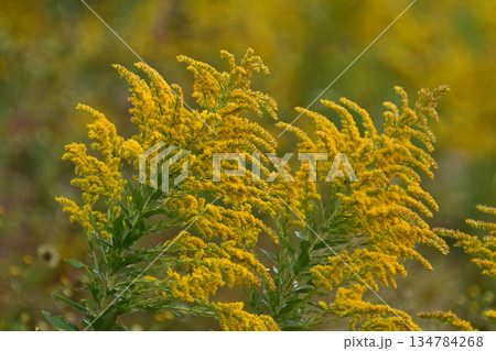 セイタカアワダチソウ (Golden rod) 土地・不動産素材にも セイタカアワダチソウ (Golden rod) 土地・不動産素材にも 134784268