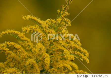 セイタカアワダチソウ (Golden rod)　土地・不動産素材にも 134784269