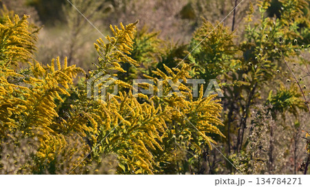 セイタカアワダチソウ (Golden rod) 土地・不動産素材にも セイタカアワダチソウ (Golden rod) 土地・不動産素材にも 134784271