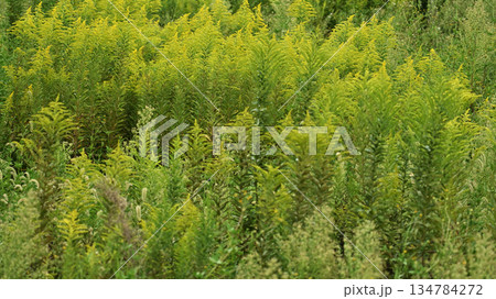 セイタカアワダチソウ (Golden rod) 土地・不動産素材にも セイタカアワダチソウ (Golden rod) 土地・不動産素材にも 134784272