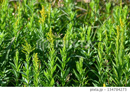 セイタカアワダチソウ (Golden rod)　土地・不動産素材にも 134784273