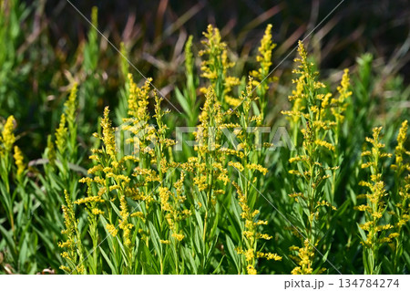 セイタカアワダチソウ (Golden rod) 土地・不動産素材にも セイタカアワダチソウ (Golden rod) 土地・不動産素材にも 134784274