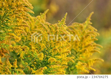 セイタカアワダチソウ (Golden rod)　土地・不動産素材にも 134784275