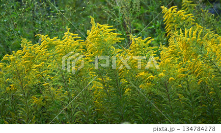 セイタカアワダチソウ (Golden rod)　土地・不動産素材にも 134784278