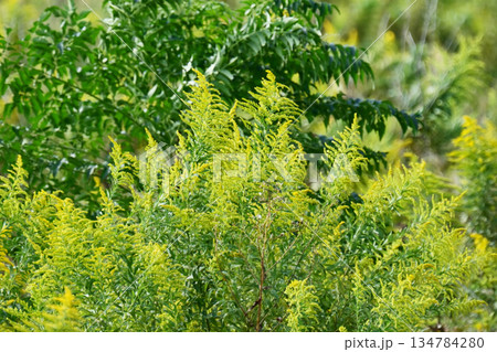 セイタカアワダチソウ (Golden rod) 土地・不動産素材にも セイタカアワダチソウ (Golden rod) 土地・不動産素材にも 134784280