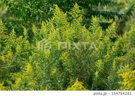 セイタカアワダチソウ (Golden rod)　土地・不動産素材にも 134784281