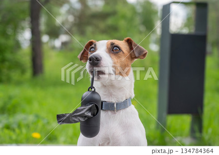 Adorable Dog with Waste Bag Ready for a Walk.  134784364