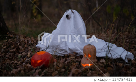 Jack Russell Terrier dog in a ghost costume for Halloween in the woods. 134784415
