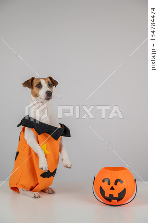 Jack Russell Terrier dog dressed as pumpkin next to candy basket on Halloween. Jack Russell Terrier dog dressed as pumpkin next to candy basket on Halloween. 134784474