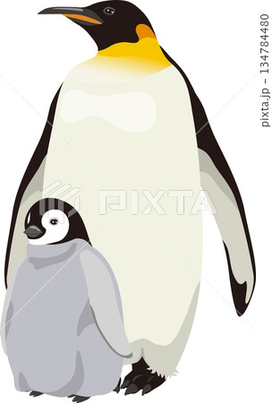 ペンギンとヒナ 134784480