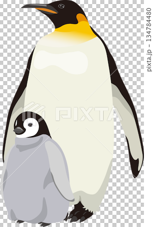 ペンギンとヒナ 134784480