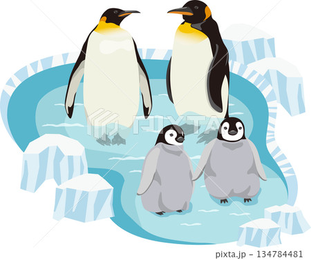 水の中の皇帝ペンギンとヒナ 134784481