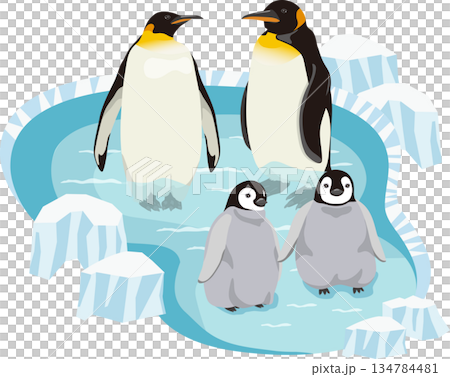 水の中の皇帝ペンギンとヒナ 134784481