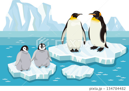 氷の上の皇帝ペンギンとヒナ　背景付き 134784482
