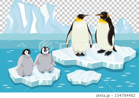 Emperor penguin and chick on ice with background 134784482