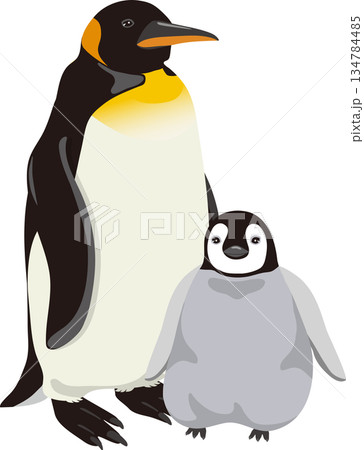かわいい皇帝ペンギンとヒナ 134784485