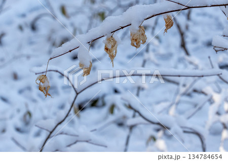 木の枝に積もった雪 134784654
