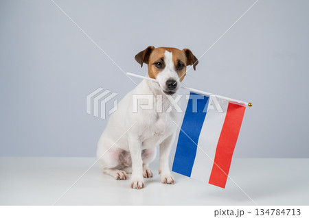 Jack Russell Terrier dog holding a Dutch flag on a white background.  134784713