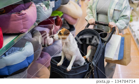 A woman is shopping at a pet store with her Jack Russell Terrier dog in a stroller. 134784714