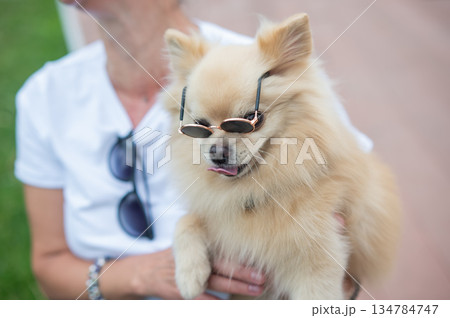 Cute Pomeranian wearing sunglasses on a walk. 134784747