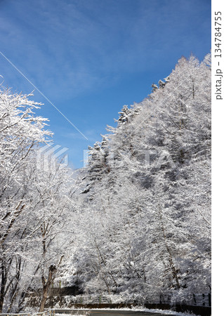 青空と雪の積もった樹々の景色 134784755