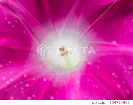 朝顔の花に妖精現る 134784992
