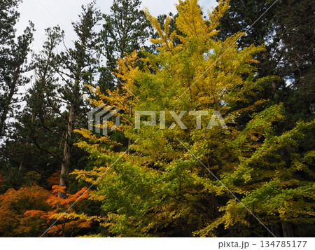 紅葉した銀杏 134785177