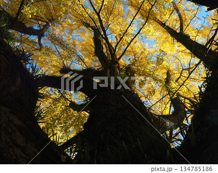 紅葉した銀杏 134785186