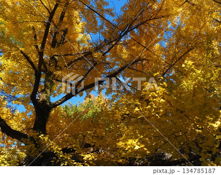 紅葉した銀杏 134785187