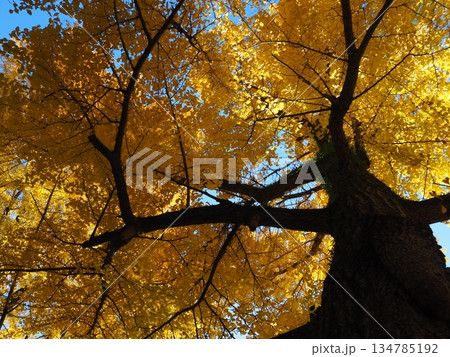紅葉した銀杏 134785192