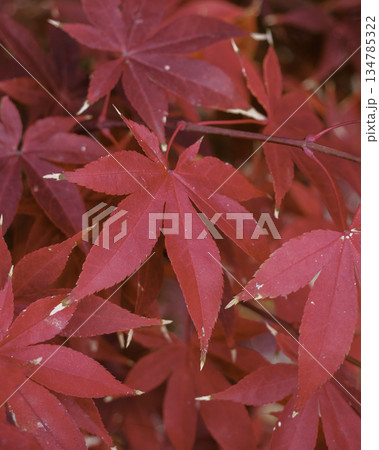 赤い紅葉 赤い紅葉 134785322