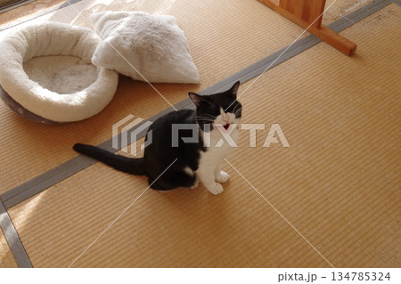 畳の部屋でなくハチワレ猫 畳の部屋でなくハチワレ猫 134785324