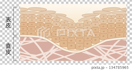 シワができた肌 134785965