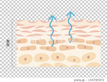 Evaporation of water 134785972